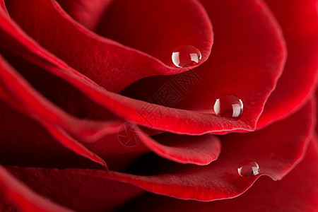 红玫瑰的宏玫瑰飞沫植物植被水分滴水美丽植物群液体生长图片