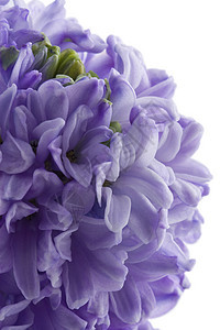 与世隔绝的花朵花瓣季节性宏观紫丁香生长花园植被植物蓝色紫色图片