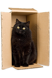孤立盒中的黑猫盒子手表毛皮朋友兽医动物案件友谊小猫运输图片