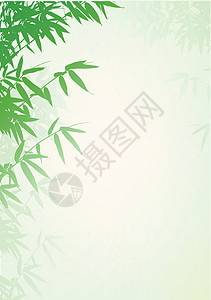 竹树背景植物竹子衬套植物群叶子插图绿色繁荣情调文化图片