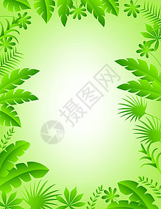 花框背景丛林草地植物荒野棕榈衬套场地绘画桦木热带图片