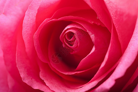 美丽的粉色玫瑰花瓣植物水分植物群环境花园生长宏观植被季节性图片