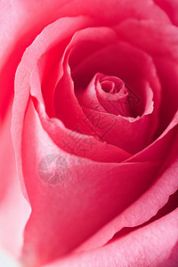 美丽的粉色玫瑰环境植物群花瓣植物季节性宏观水分植被花园生长图片
