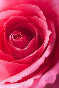 美丽的粉色玫瑰环境植被宏观水分花园植物群植物生长季节性花瓣图片