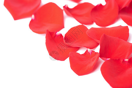 孤立的红玫瑰花瓣庆典美丽植物群生长温泉植物红色季节性宏观投标图片