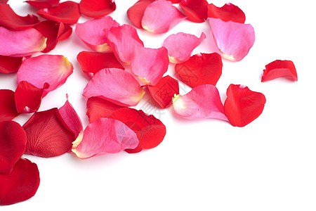 孤立的红玫瑰花瓣和红玫瑰花瓣美丽红色宏观投标玫瑰生长植被植物群粉色温泉图片