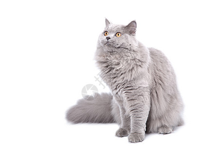 英国猫寻找孤立的兽医猫科蓝色尾巴头发宠物爪子小猫友谊动物图片