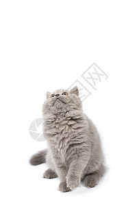 寻找孤立的英国可爱小猫头发胡须毛皮猫咪兽医工作室友谊猫科动物宠物尾巴图片