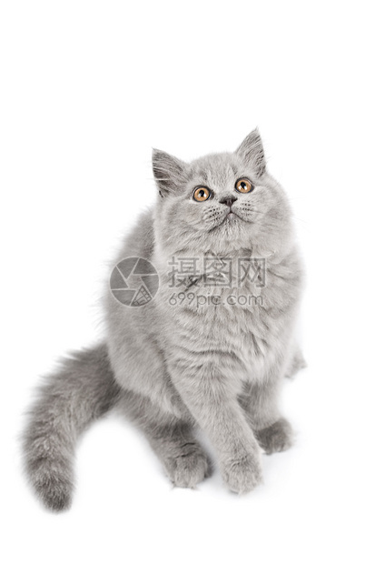 英国小猫寻找孤立的蓝色动物友谊宠物猫科爪子兽医尾巴胡须灰色图片