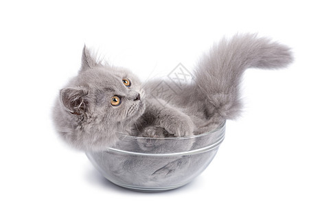 玻璃碗里可爱的英国小猫爪子眼睛猫咪朋友头发宠物蓝色工作室尾巴猫科动物图片