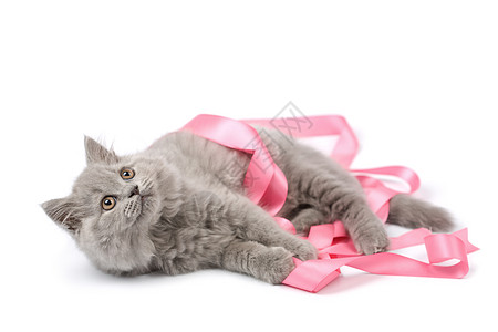 玩着粉色丝带的可爱英国小猫图片