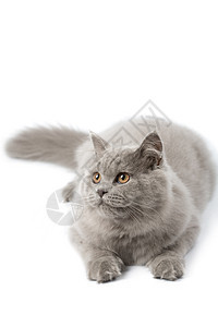 可爱英国小猫的肖像朋友友谊工作室兽医胡须眼睛蓝色头发猫科动物毛皮图片