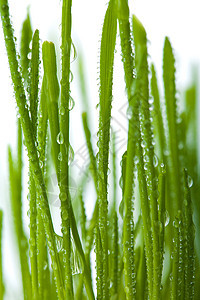 与世隔绝的新鲜湿草地季节生长水分淋浴植物群液体环境宏观花园植被图片