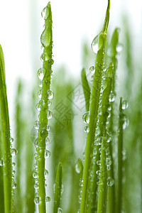 新鲜湿草底环境叶子花园生态草地水滴水分植物群淋浴宏观图片