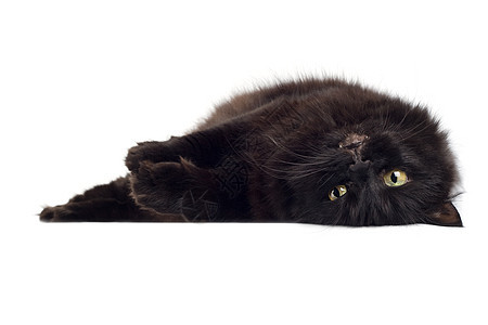 孤立的黑猫宠物黑色兽医小猫猫科头发动物眼睛说谎爪子图片