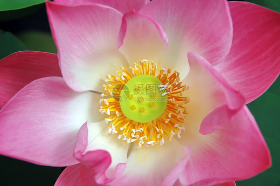 莲花公园宏观荷花花瓣植物学季节植物群热带百合荒野图片