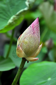 莲花植物学植物群热带荷花异国反射植物荒野花园叶子图片