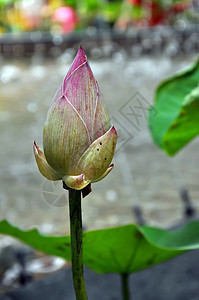 莲花冥想植物花园池塘异国叶子花瓣百合热带环境图片