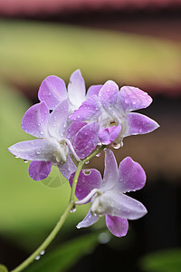 紫兰花兰花植物学植物植物群背景装饰花园农村叶子热带图片