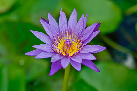 紫色莲油百合生活荷花池塘植物花园季节叶子公园荒野图片