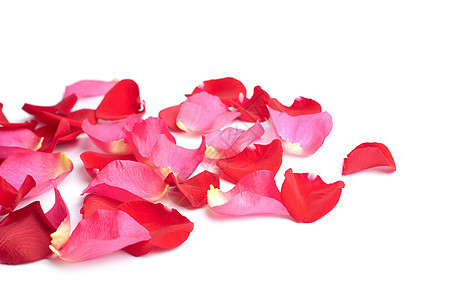 孤立的红玫瑰花瓣和红玫瑰花瓣庆典美丽红色温泉季节性宏观粉色植物植物群投标图片