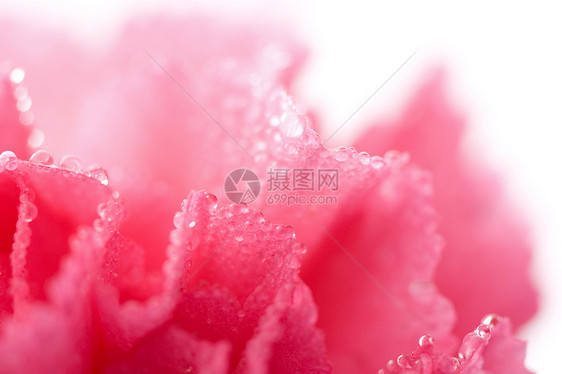 粉红色康乃馨花 与水滴隔离图片