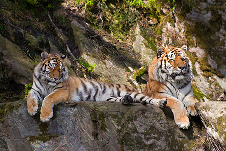 两个老虎图片
