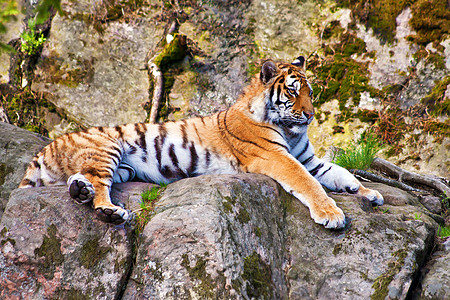 老虎放松条纹毛皮猫科捕食者食肉掠夺性野生动物说谎危险动物园图片