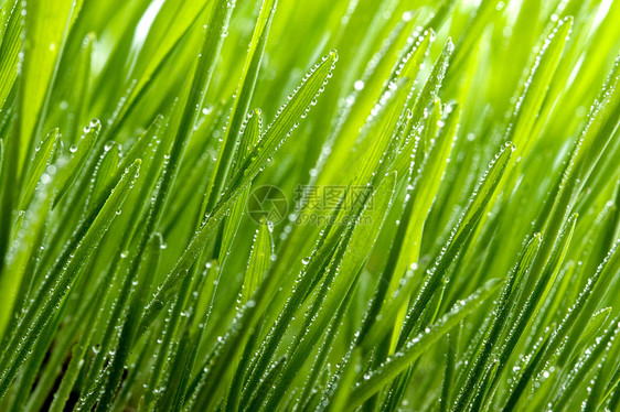 带露的绿草稻草场地宏观滴水叶子生长水分液体植物群植被图片