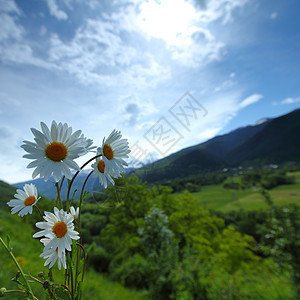 阿尔卑斯山脉的美丽卡米尔蓝色香气洋甘菊雏菊草本植物场地运动草原植物昆虫图片