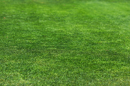美丽的绿色绿草质院子环境框架足球墙纸植物运动季节土地生长图片