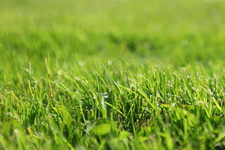 美丽的绿色绿草质场地草皮草原运动院子环境墙纸季节足球框架图片