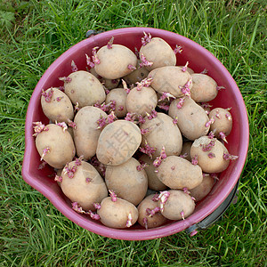 一大桶土豆种子图片
