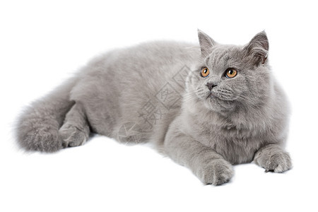 被孤立的英国猫爪子尾巴宠物胡须哺乳动物眼睛工作室毛皮蓝色猫咪背景图片