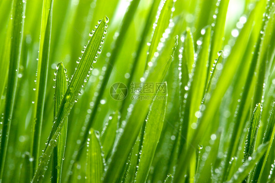 新鲜青草植被花园飞沫生态草地场地液体季节稻草滴水图片