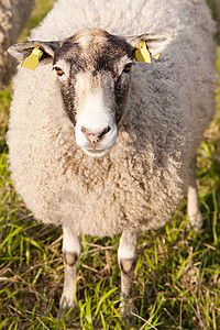 绵羊农场母羊草地场地羊毛棕色哺乳动物内存灰色羊肉图片