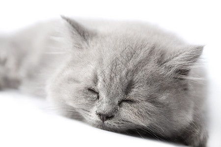 单独睡觉的英国小猫图片