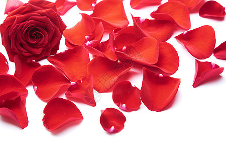 孤立的红玫瑰花瓣温泉植物群生长宏观植物季节性庆典投标框架美丽图片