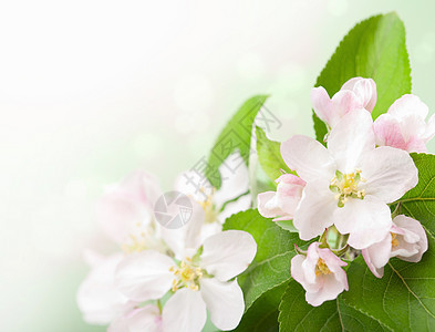 粉红花花植被环境生态花瓣叶子花园植物生长植物群阳光图片