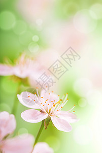 粉红花花生长植被花园阳光植物花瓣生态叶子植物群环境图片