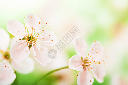 粉红花花叶子花瓣环境花园植物植被植物群生态生长阳光图片