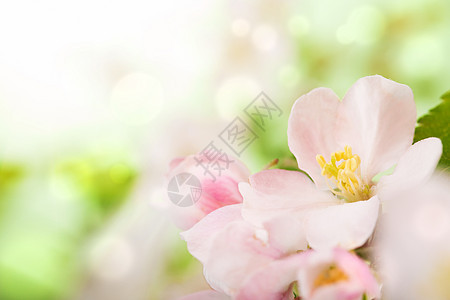 粉红花花植物植被阳光生长环境叶子花园花瓣生态植物群图片