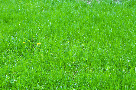 绿草背景季节植被环境生态宏观植物群生长叶子草地花园图片
