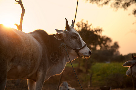 农田中的印度白牛公园村庄场地记号奶牛国家食草环境牧场家畜图片
