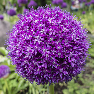 观赏葱花香味紫色球形草地花园公园紫丁香植物园艺地球背景图片