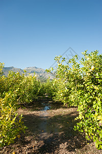 给柑橘树种植园浇水图片