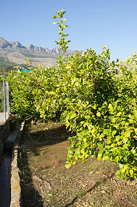 柑橘树种植园的灌溉沟渠洪水流动柠檬树木农场乡村农业种植园树林图片