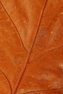 棕色秋叶纹理叶子植物群对角线植物树叶季节性宏观金子季节静脉图片