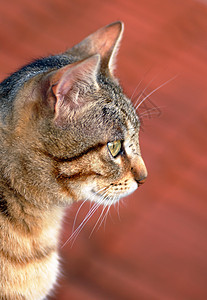 猫类肖像哺乳动物鼻子宠物猫咪女性毛皮虎斑动物成人小猫图片