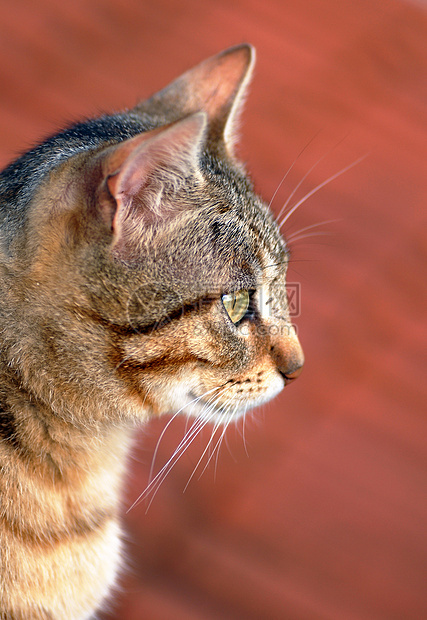 猫类肖像哺乳动物鼻子宠物猫咪女性毛皮虎斑动物成人小猫图片